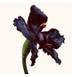 Black Orchid Reserve - Perfume Black Orchid Reserve - Perfume